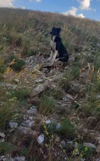 سگ برای صحرا