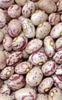 فروش لوبیا قرمز و چیتی