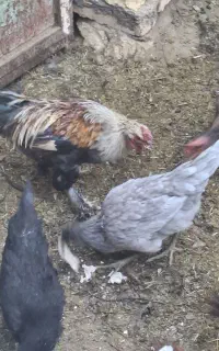 خروس
