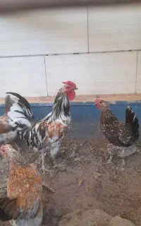 خروس گلین
