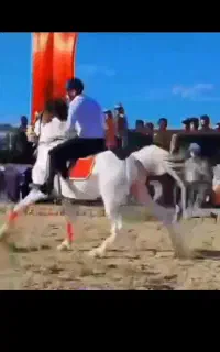 سه عدد اسب کرد معاوضه با طلا و ماشین