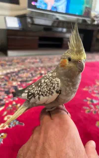 عروس هلندی پیدا شده