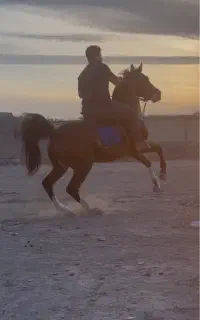 نریان سواری دار