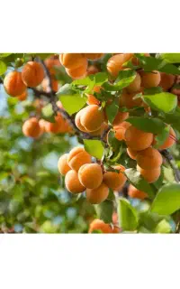انواع میوه اجاره گرفته میشه ..
