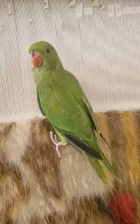 طوطی ملنگو فول دستی