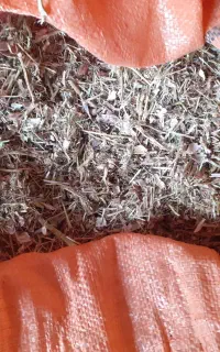 کاه‌لوبیا