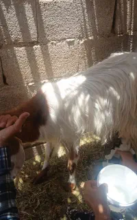 گوسفند و کره ۱۰ روزه ماده،سالم