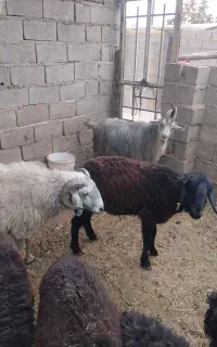 فروش بره ماده 5تا دوتا دوبر بایه غوچ بایه میش