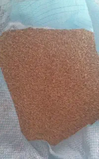 گندم