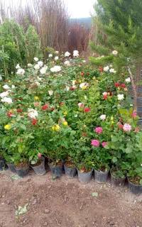 انواع گل باغچه ای آریا نهال نازگل