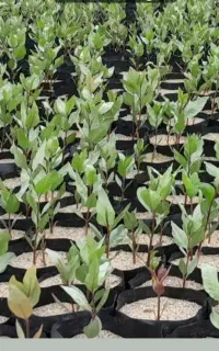 نهال یک ساله و دوما