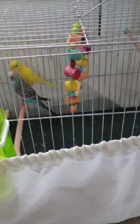 جوجه مرغ عشق 3 ماه دستی