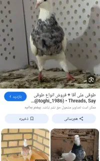 لنده بیا پی وی