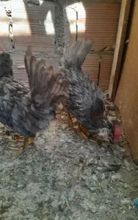 سلام دوتا جوجه خروس فروشی