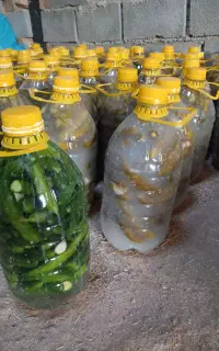 خیار شور