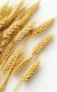 گندم خامکوب