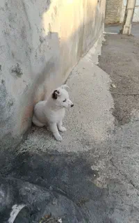 سگ اشپیتز رایگان