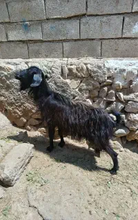 1عدد بزجوان سرحال برای قربانی وزن 38کیلو