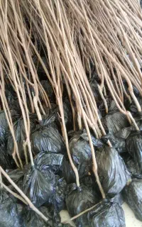 نهالستان سبزنهال 24ساعت پاسخگویی هستم