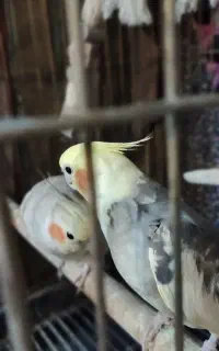 عروس هلندی مولد واقعی تضمینی