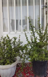 گل و گیاه