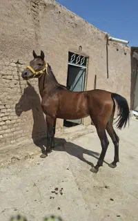 مادیان درهشور فروشی