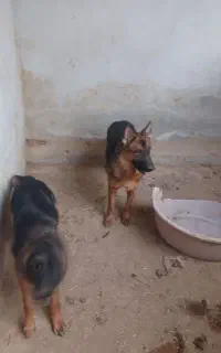 فروش دو عدد سگ ماده ژرمن شپرد خالص