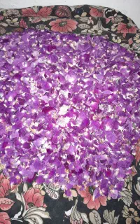خاکشیر تازه امسالی