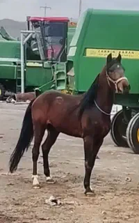 اسب کورد ۲ ساله