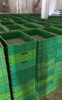 سبد میلورم