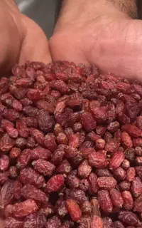 زرشک خشک پفکی