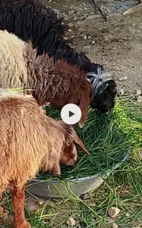 گوسفند فروشی سه عدد