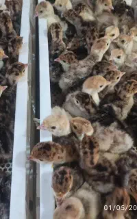 جوجه بوقلمون یکروزه 2 مرداد