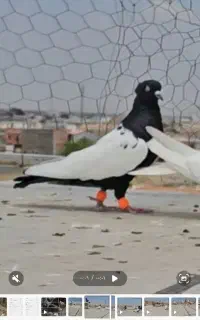 کبوتر رنگی پرشی