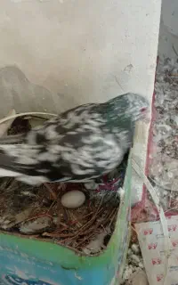 فروش کبوتر سرور