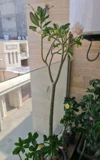 آدنیوم پیوندی