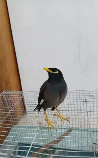 پرنده