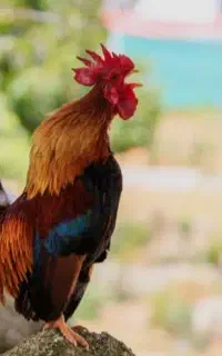 خروس معاوضه بامرغ تخمی