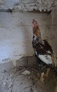 خروس اوشامو