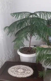 درخت کاج طبقاتی