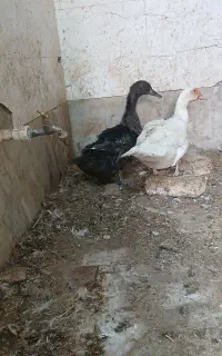 اردک روسی
