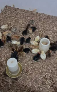 جوجه‌مرغ‌محلی‌کرچ‌شو‌یک‌هفته ای