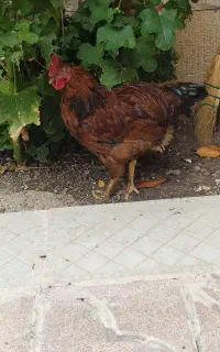 مرغ و خروس