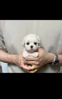 داگ کوچولوی نازوباوفا