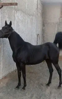 مادیان ۲ ساله مشکی