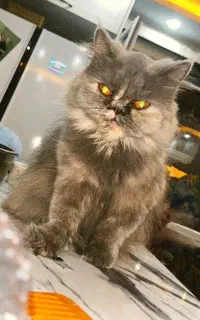 گربه پرشین سلطنتی بلو