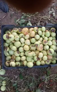 سیب پا درختی برا سرکه کیلویی 18هزار تومان
