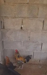 خروس محلی