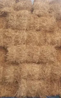 مغان