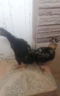 مرغ و خروس جوفت میفرشم